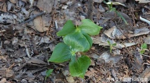  【生长周期】以前农村的一种野草，一生只结一个果实，现在很少