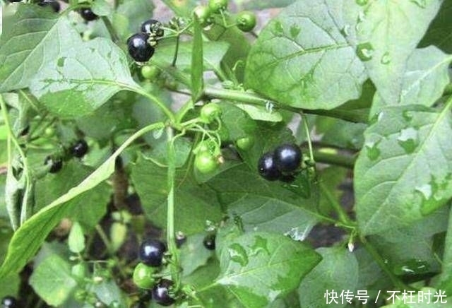  [植物]农地里的1种“野果子”，小时候常去摘，殊不知有危害，请铲除！