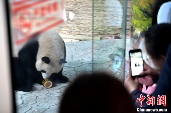 南宁动物园熊猫什么时候可以看