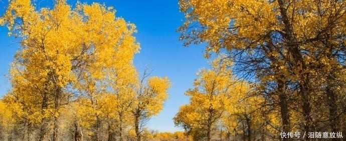 世界仅存的三大原始胡杨林之一，就在内蒙古，即将迎来一年中最美