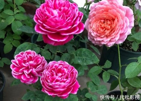 玫瑰■新手养花,不如养盆花中精品“玛丽玫瑰”,似粉嫩舞者,舞魅娇娆