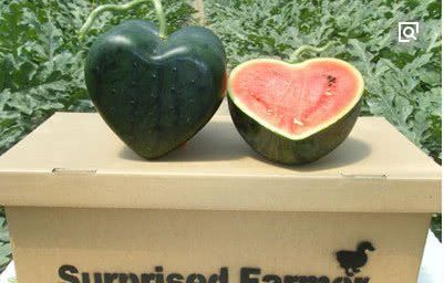 中国游客去日本玩，当地商家这么说中国人，游客回怼一句大快人心