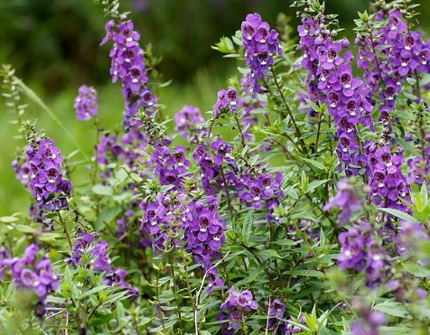 芳香:简单易养的香草植物,健康环保,开花香味十足,屋内溢满芳香