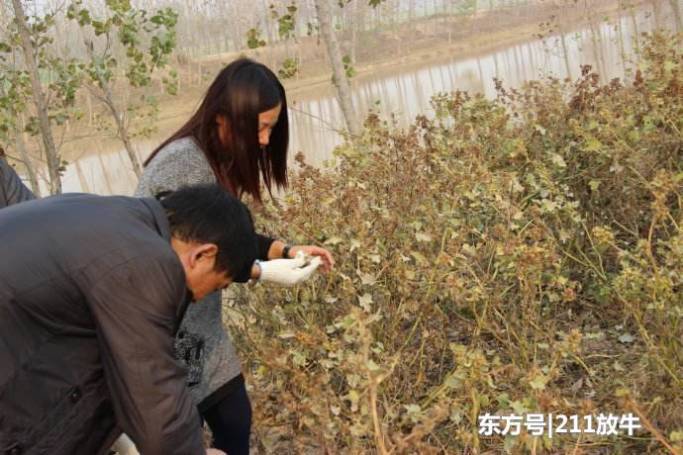 曾是农民痛恨的害草，农村娃拿它当玩具，如今一斤18元很稀罕