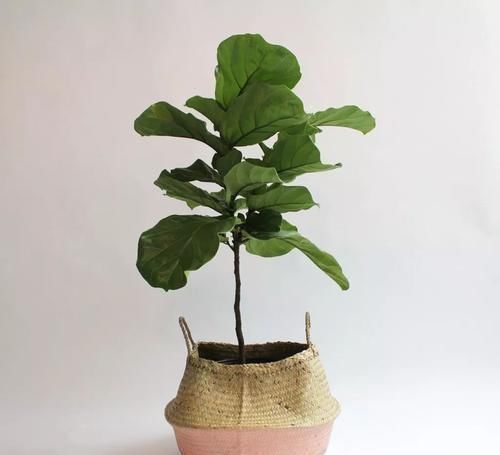 羽叶福禄桐|养在客厅里特别霸气的几种大型植物,有的还能养成盆景
