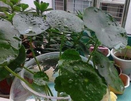  [财源]这些“宝地”摆盆铜钱草，不仅花长得旺，财源也旺，主人腰缠万贯