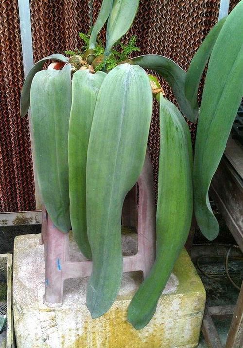 「大王花」这6种花“最臭”，开的再好看也没人养，第4种兰花能当“领带”
