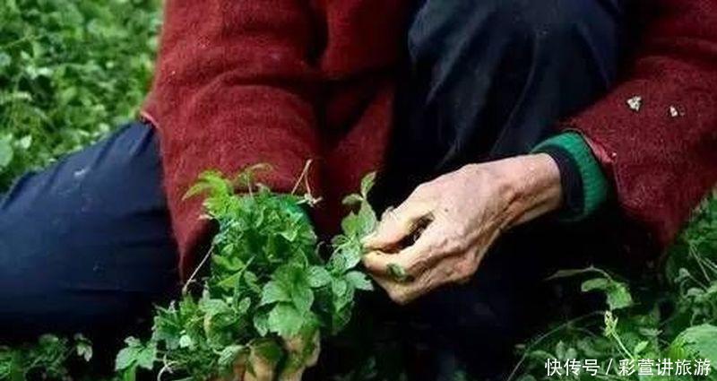  害草@常被当成害草除掉，却有人大量种植，农民数叶子论价！