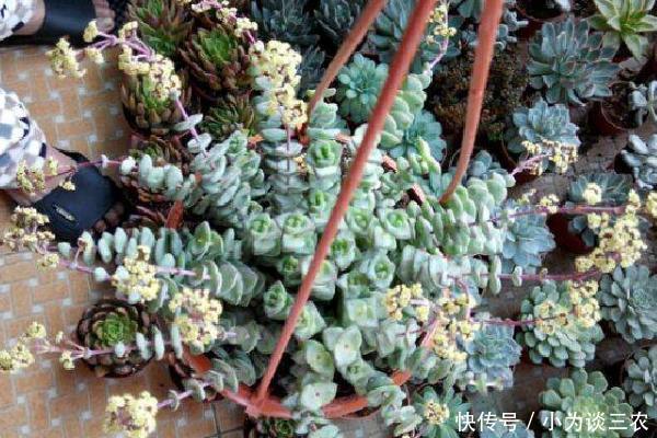 多肉钱串子怎么养护,钱串子怎么砍头!