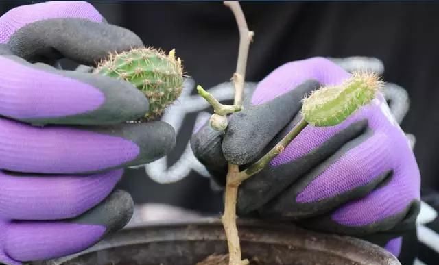  叶仙的枝条■叶仙嫁接仙人球，树上长出绿球球，还能开花，真是第一次见