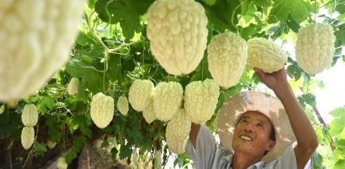  #值得#农民回乡创业，种植什么成本小效益高？这五种农作物值得