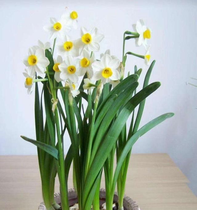  『一大』春天养这4种花,耐热耐寒又好养,枝叶茂盛,一长一大丛,特别美