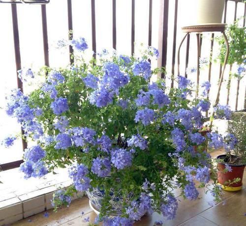  『暗淡』此款花朵媲美玫瑰，个个清新高雅，丢在阳台幽香暗淡，美观大气