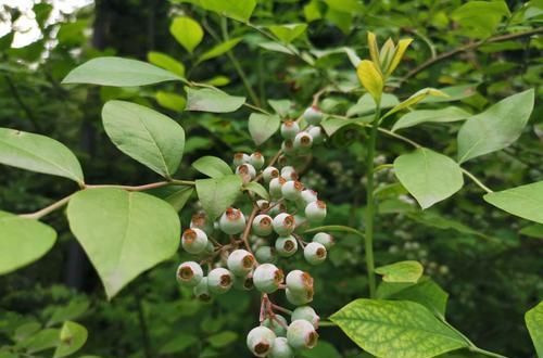 #火龙果#家里准备5个花盆,不种花,专种水果,一年四季,水果不断