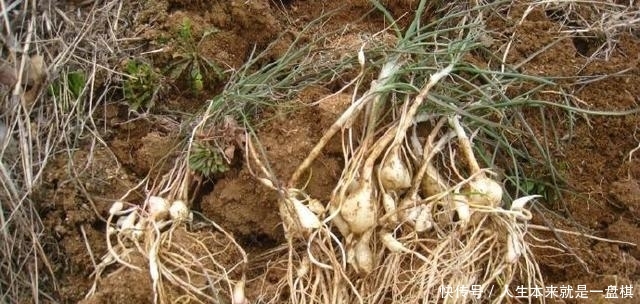  「春天」野生的“小根蒜”价值在根茎，怎么吃都下饭，春天正好冒新芽