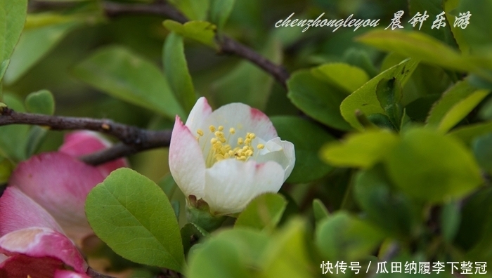  #真海棠#海棠家族表亲多，来认识贴梗海棠吧