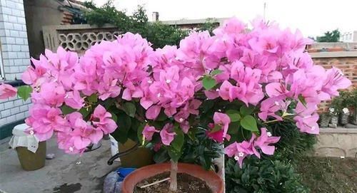  「三角梅」家有三角梅，勤喷“1种水”，花芽长得快，花比叶还多！