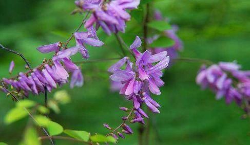  极佳：农村一种野草，以前经常被当成杂草，其实是清热解毒极佳