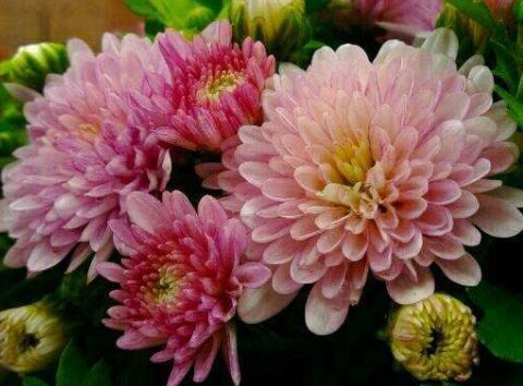  『名流千秋』养花就养此款花，花色鲜艳花期长，好养易打理，轻松养爆盆