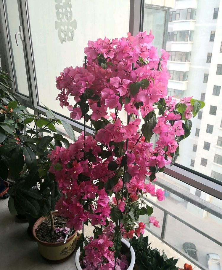 这些花超好养，砰砰砰花苞冒不停，开花烂漫太美了