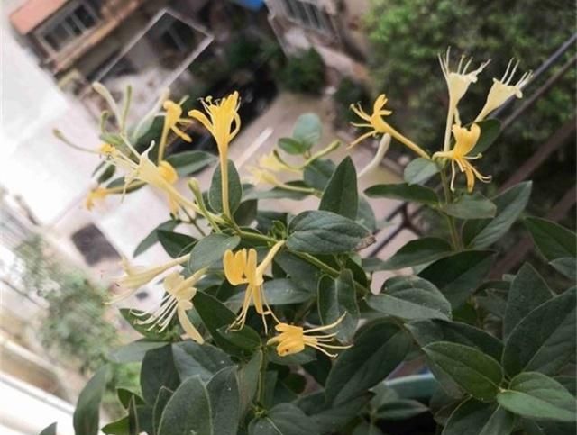  搞懂■金银花难开花？搞懂这些因素，不愁不开花