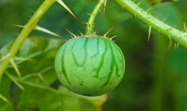  『果实』农村这种植物，果实像番茄，儿时只拿它当玩具，如今才知价值高