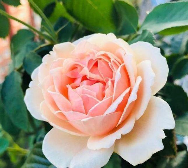  惊鸿|喜欢养花，不如养几种花中精品，花似惊鸿起舞，优美动人很妖娆