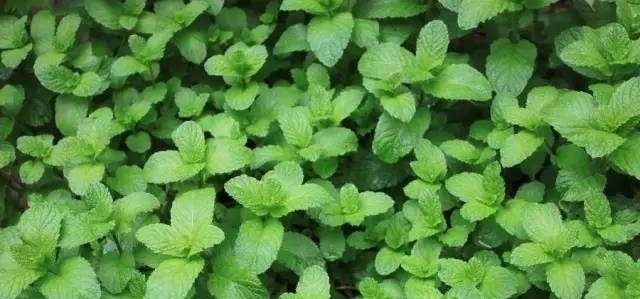  『错过』六种最有效的驱蚊植物，现在养夏季正好能用上，不要错过哦！