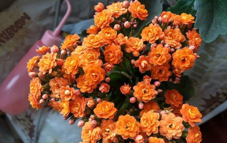 五彩石竹|在家中养护花卉,就选择花色“梦幻”的5种花,妖娆优雅,非常的漂亮