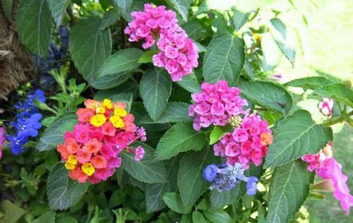  『家里』哪些植物不适合在家里养？可要认准这3种植物，好多人还不知道