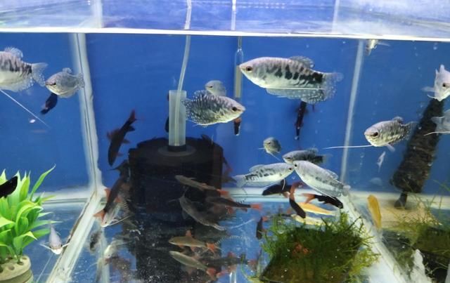 『治疗观赏』看到观赏鱼患病就乱折腾,不可能有效果的,下述原则是治疗根本
