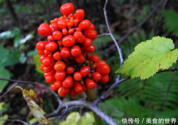 山里这种野草俗称“蛇饭”，小时候看到不敢碰，如今成了种常用药