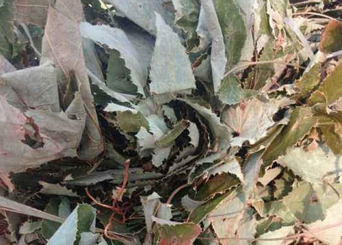 深山一种野草，却不知有神奇功效，牛羊吃了会发情，如今价值珍贵