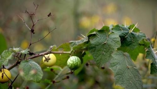 这种植物，蛇一见到就跑，价值非常珍贵，农民叫它“蛇不过”