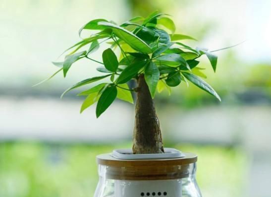  #枝叶茂盛#这3种植物，放在客厅上档次，采光不好照旧茁壮成长，枝叶茂盛