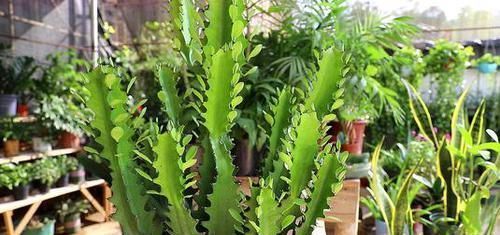  『家里』家里不要乱养花，这3种植物，养人又旺财，聪明的人都在养