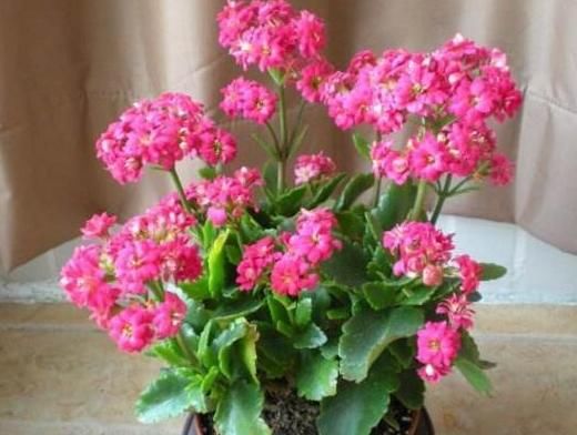  寓意吉祥：“3种花”漂亮又好养！可放卧室和客厅，文雅又清新，看你家有吗