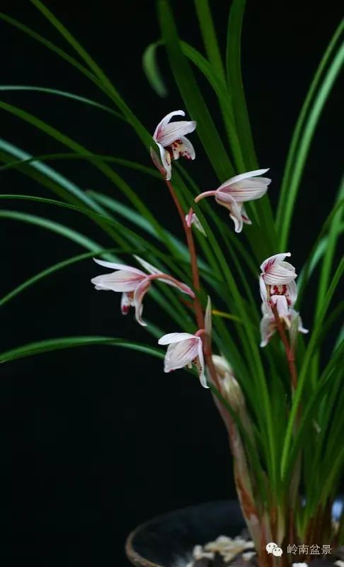 盆景构景十种风格