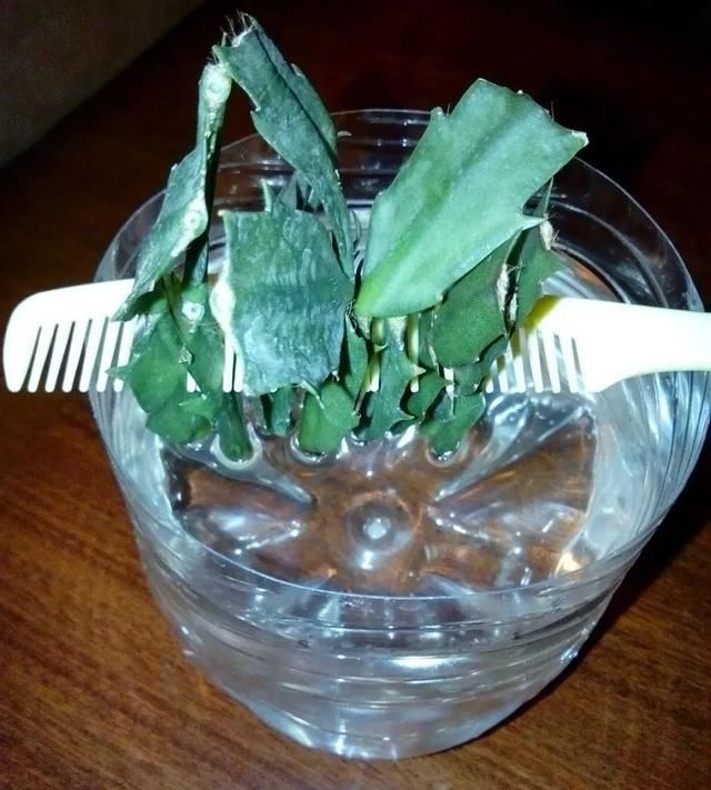  「烂根」天热了，8种花不能乱浇水，小心浇完就死