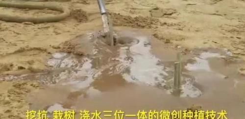  【标本】10秒钟就能种下一棵树 中国的治沙模式成世界标本