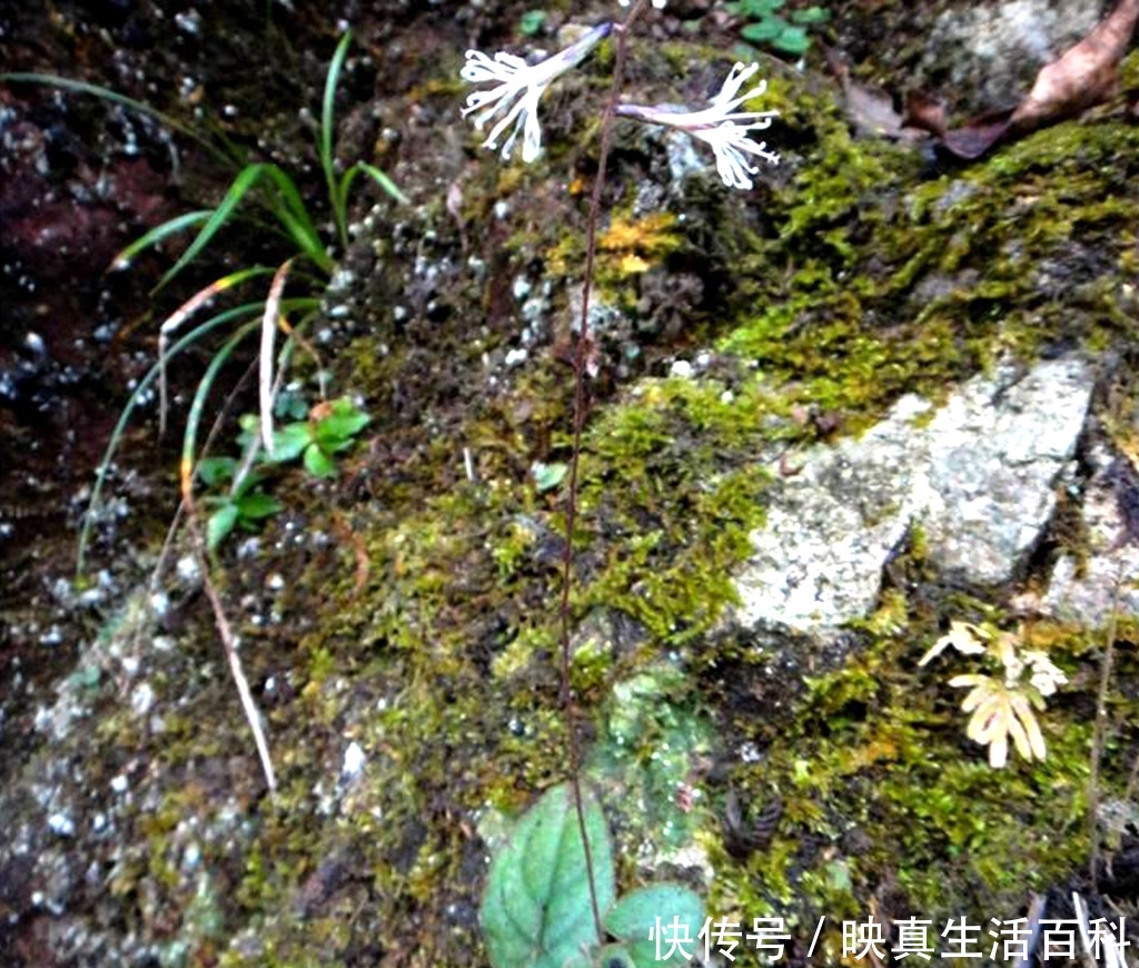 一种植物，个子不大，价值不小，如今一斤60元，走路小心，别踩着