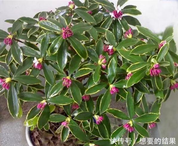 还要■比香水还要香的9种花, 养在阳台上, 满屋子都飘香！