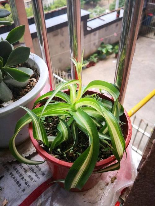  #们家里#养花能装饰环境，但是总有问题，这3种经典绿植，教你技巧养爆盆