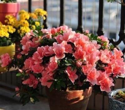  [空气湿度]杜鹃花养不好？遵循3妙招！通点风吃点“药”，湿身最重要