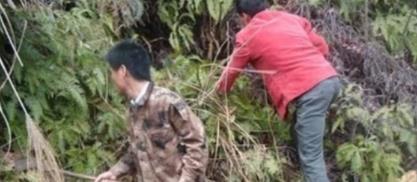  福气■山上这种野生物，极为稀罕，遇到告诉自己是福气，价值不