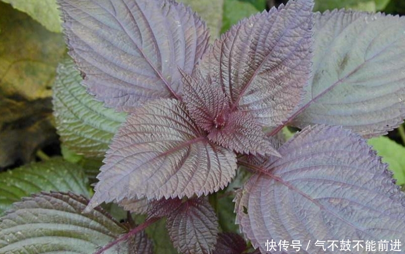 实用价值■这种植物种在阳台上,不仅好看,而且还有很大的实用价值