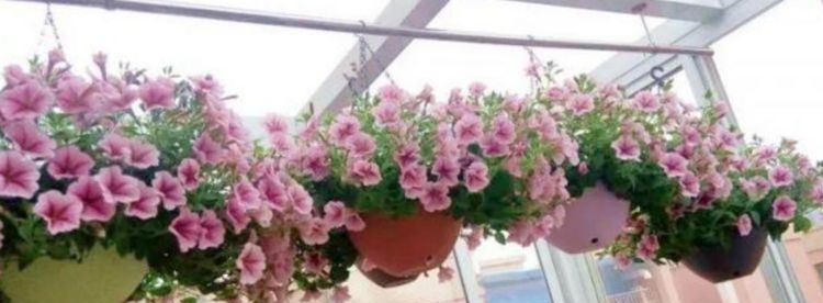 『开爆』这几种爆盆“开花王”,沾土就活,轻松花开爆盆,谁养谁就上瘾!