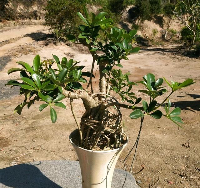 「发根」鸭脚木换盆弄断根了怎么办?两种处理方法,发根快,新枝绿油油