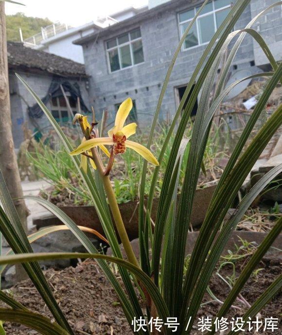 『花土才』养兰花,千万不能用黄土,山上捡点“松树皮”,服盆快开花多