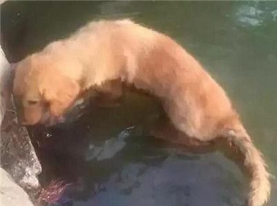 「爷爷生病」金毛在爷爷重病期间偷偷溜出去玩找到金毛后爷爷感动哭了